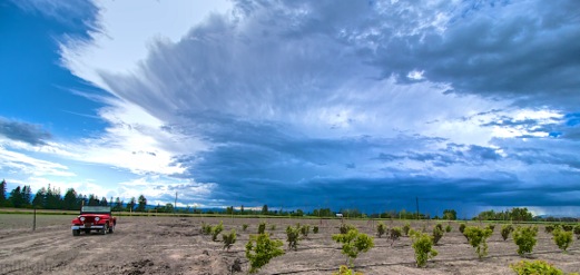 Kalispell Trees for Sale